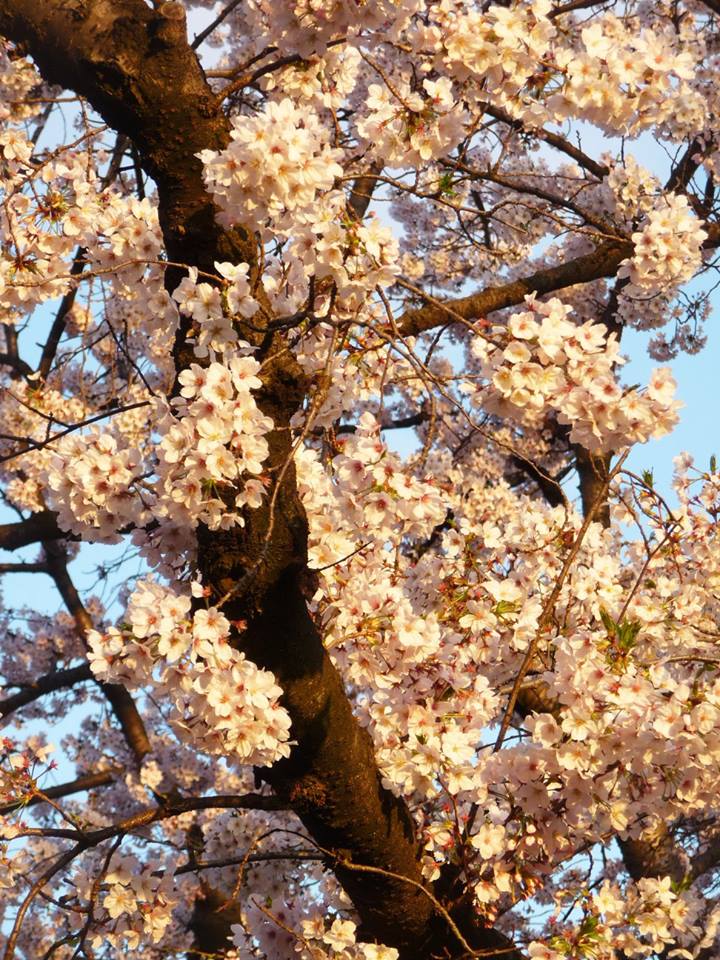 Yanaka, cerisier, Tokyo, Japon