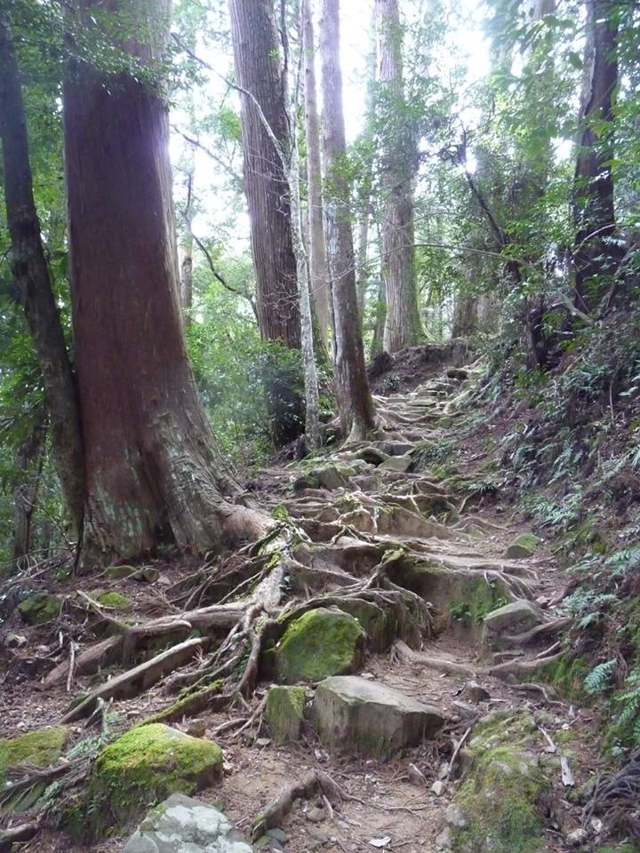 Kumano Kodo, chemin, forêt