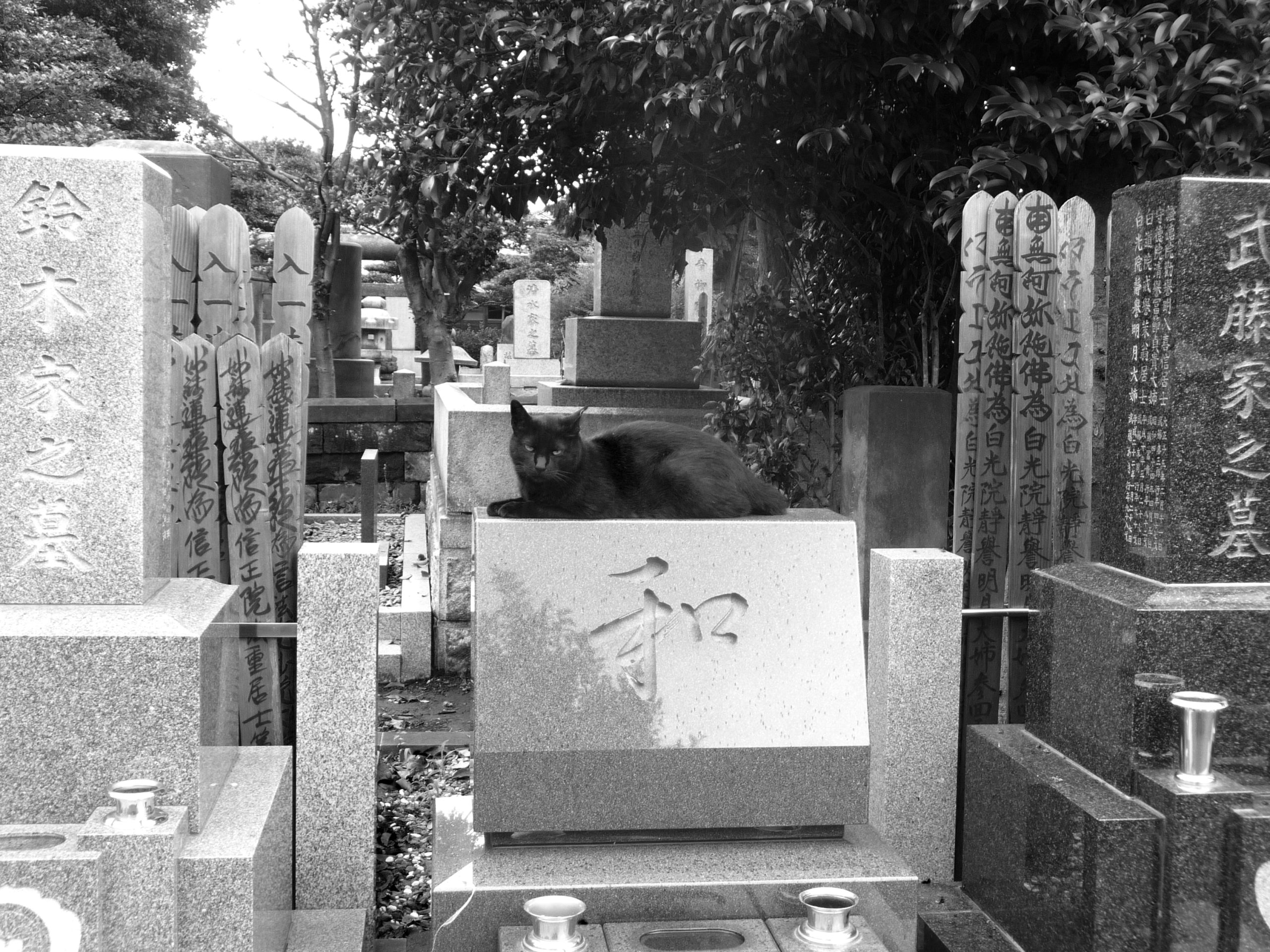 Chat, cimetière de Yanaka, Japon