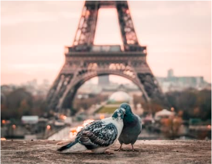 Paris, tour Eiffel, pigeons